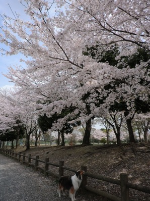 公園の桜