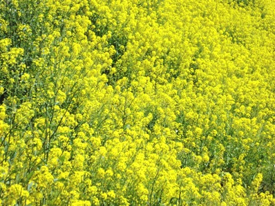 2011nanohana