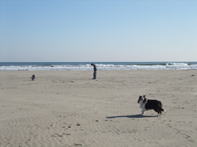 広い砂浜走り放題