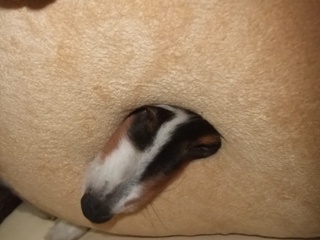 ぬ…抜けないよ～っっ