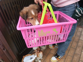 なんだか可愛い。。笑