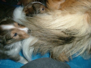 パパの尻尾を齧ってみる。。