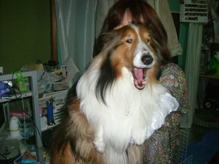 Ｒｙｕくんのアクビちゃん