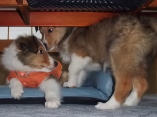 遊びまくる走りまくるハシャぎまくる