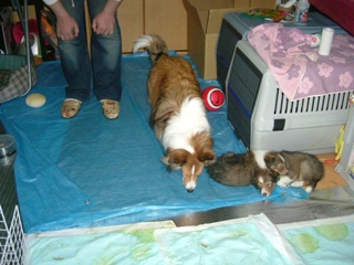 代理ママ風こりん