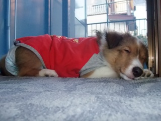 おねむねむ。。