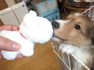 わんちゃんのガラガラ