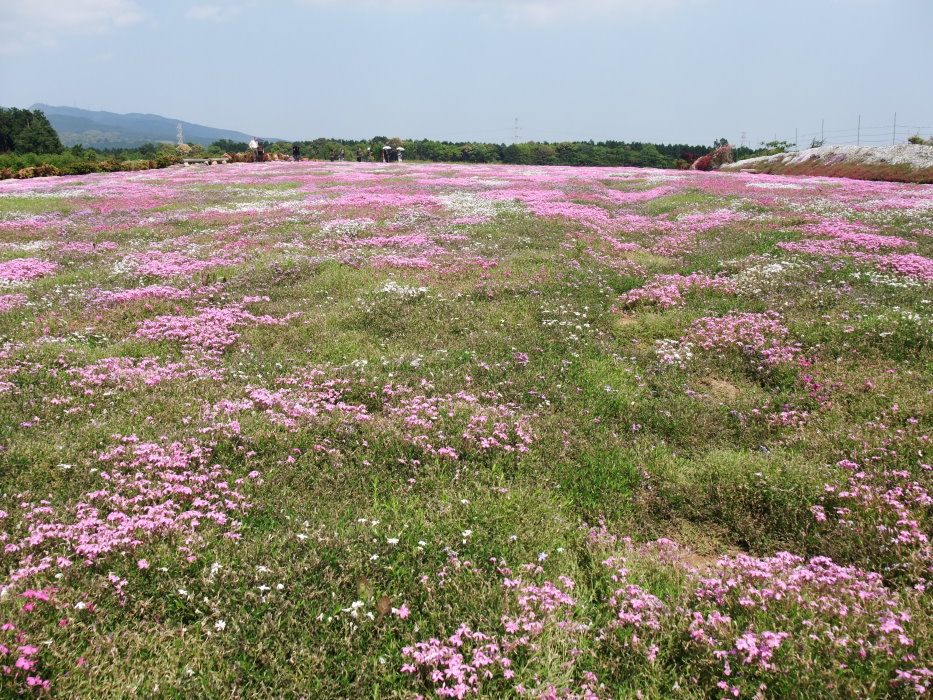 花畑