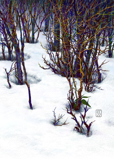 雪解け林3.jpg
