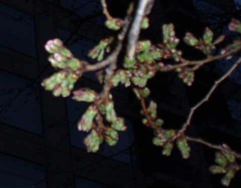 桜の蕾