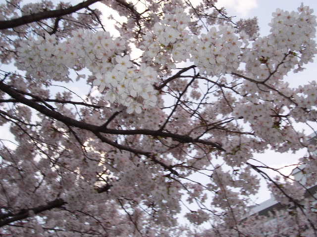 桜5