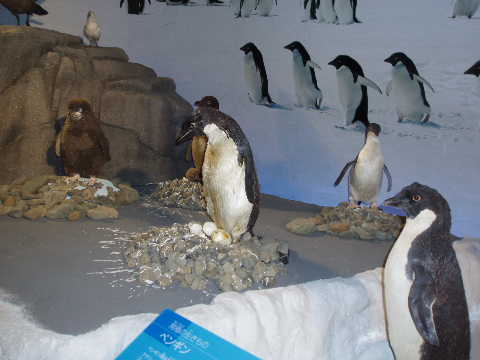 ペンギンの剥製