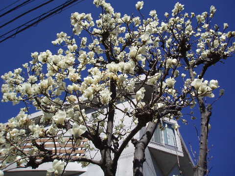 木蓮06-18
