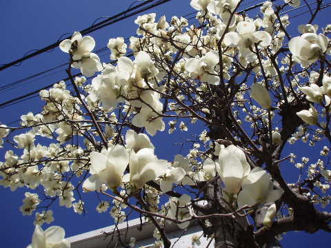 木蓮06-19