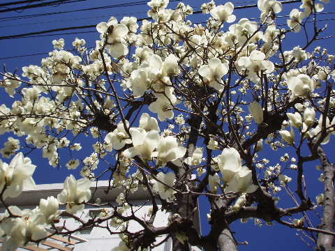 木蓮06-20