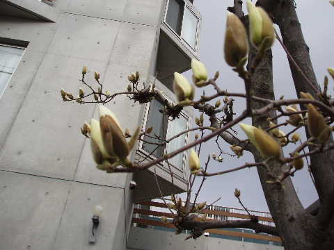 木蓮06-2