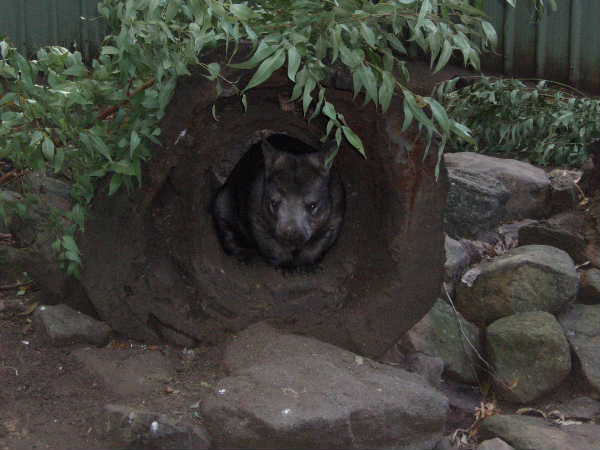 ウォンバット