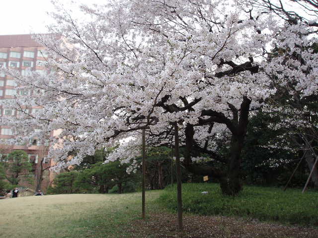 椿山荘の桜