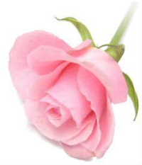 rose2