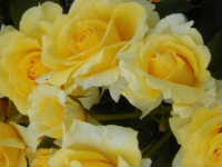 yellow rose
