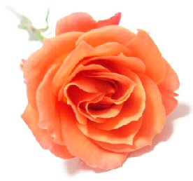 Orange Rose2