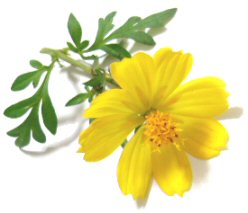 yellow cosmos