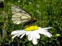 butterfly1
