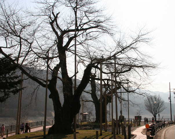 荘川桜2