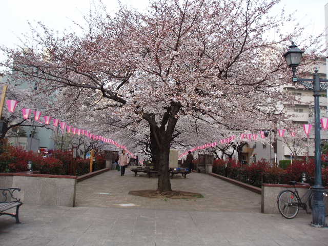 播磨坂の桜06-5