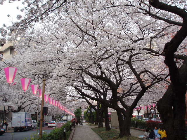 播磨坂の桜06-6
