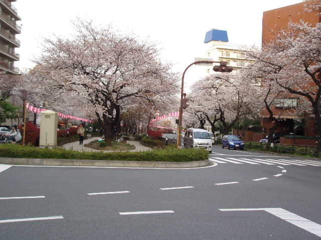 播磨坂-8