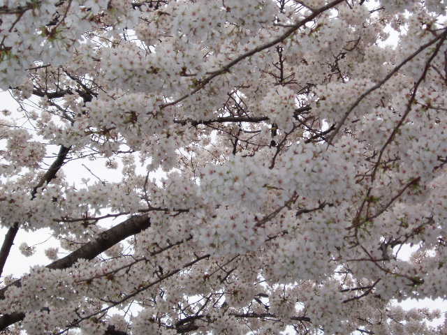 桜4
