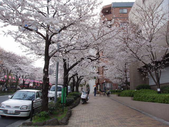 播磨坂の桜06-7