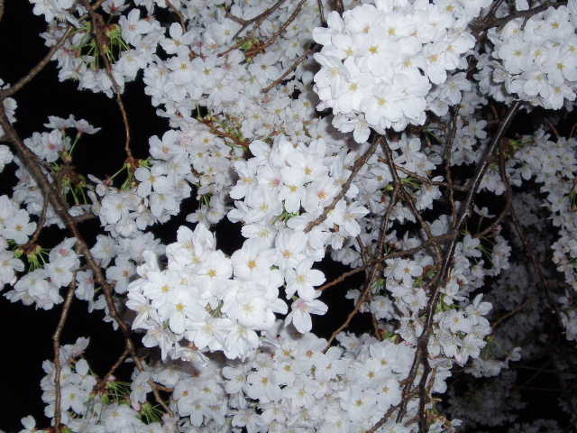 播磨坂の夜桜-2