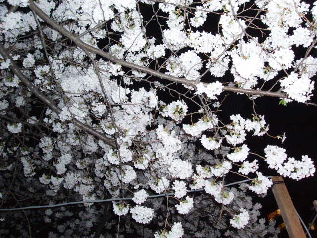 播磨坂の夜桜-3