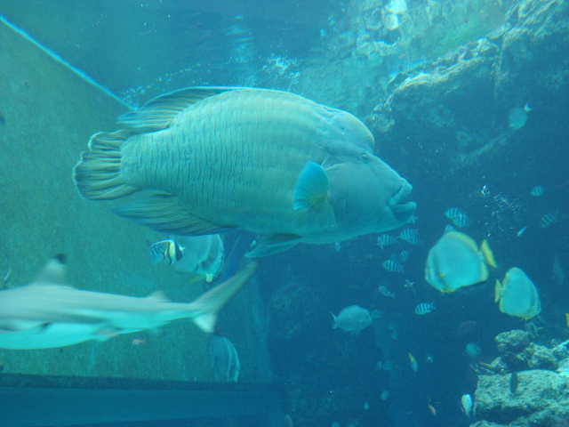 ナポレオンフィッシュ