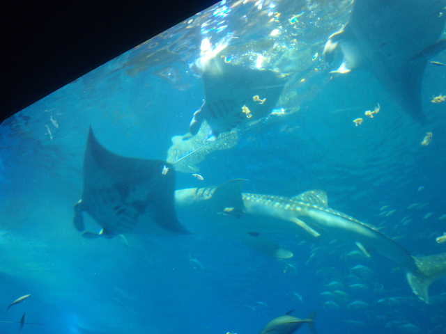 ジンベイザメとマンタ