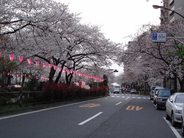 播磨坂の桜06-8