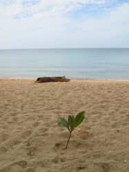 マイカオビーチ１