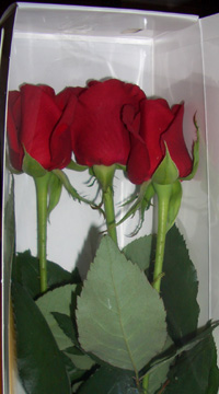 3rose