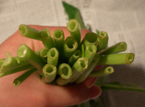 空芯菜２