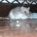 のびてます～ヘ(X_X ;)/ ヘロヘロー