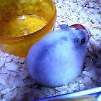 リボンちゃんの後ろ姿