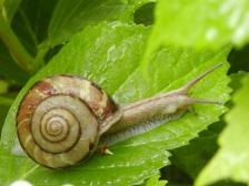 かたつむり