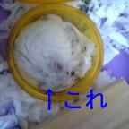 はっきりくっきりバージョン