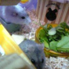 もぉ！ここは私の場所よ！！