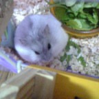 隣の器いっぱいに入る体格