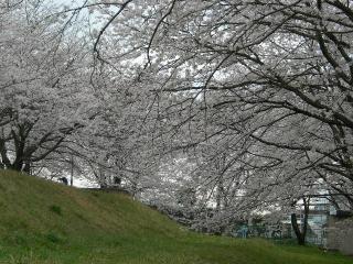 A原公園の桜・１