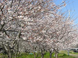 桜並木２０１０年３月３０日