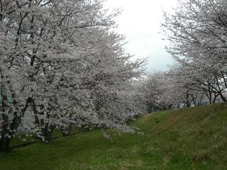 Ａ原公園の桜・３